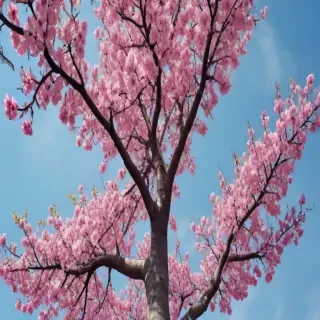 spring iphone background
