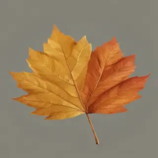 autumn leaf png