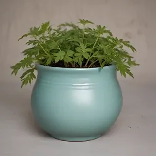pot images