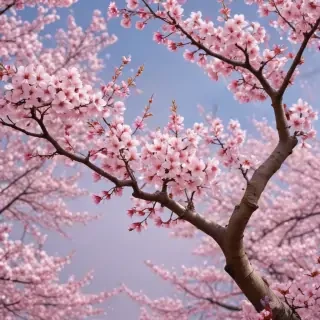 cherry blossom background wallpaper