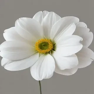 white flower transparent background
