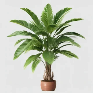 plant png clipart