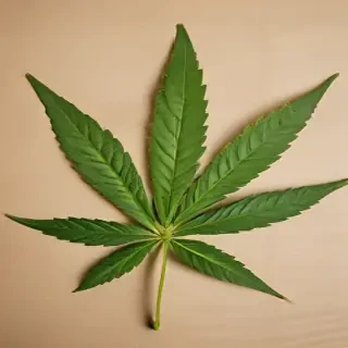 marijuana leaf