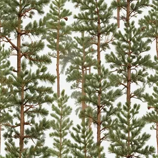 pine tree transparent