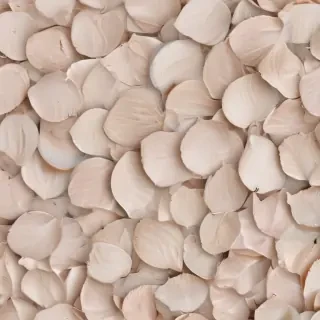 neutral iphone backgrounds