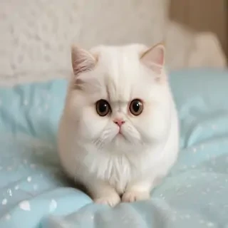 cutese photo