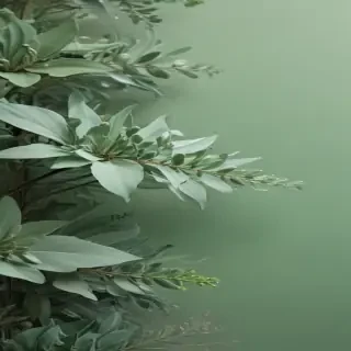 sage green background aesthetic