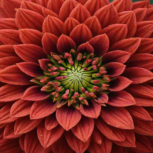 create a close-up image of a vibrant red flower with intricate petal patterns and a green center, focusing on the beauty and details of the bloom