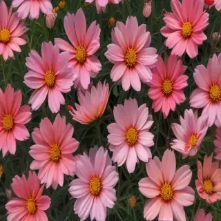 cosmos flower