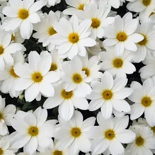 white flowers wallpaper iphone
