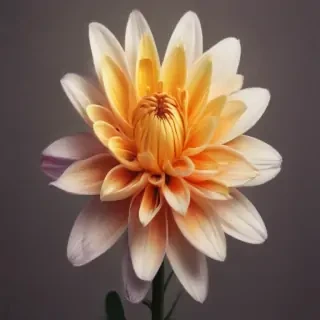 aesthetic flower png