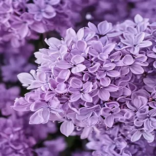 lilac wallpaper iphone