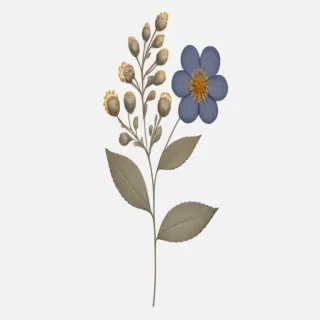 pressed flower png