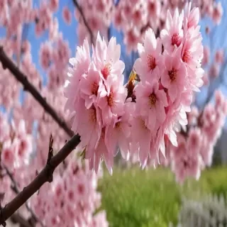 sakura blossom wallpaper