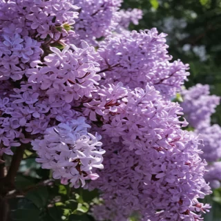 lilac aesthetic