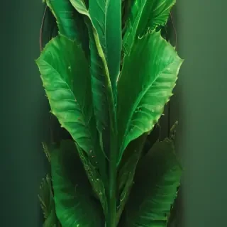 iphone wallpaper green