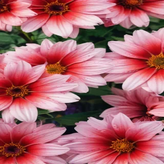 summer flowers wallpaper iphone