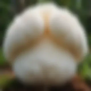 puffball mushroom