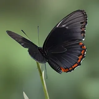 black butterfly