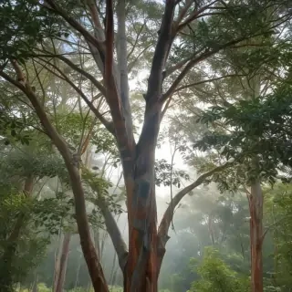 transparent eucalyptus