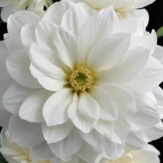white flower transparent