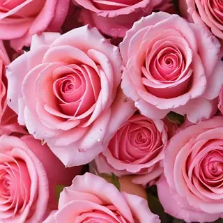 pink roses wallpaper iphone