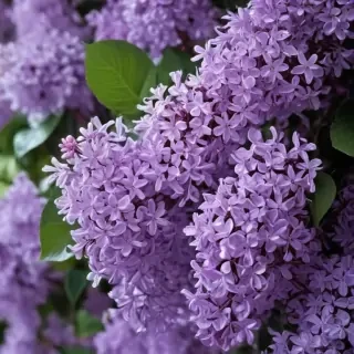 aesthetic lilac wallpaper