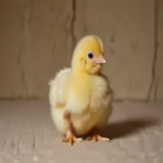 baby chicken