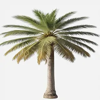 palm tree transparent background