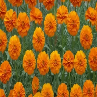 marigolds transparent