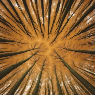 autumn wallpaper iphone