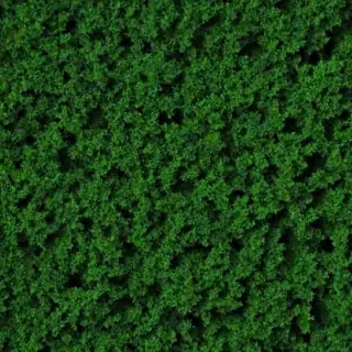 trees background