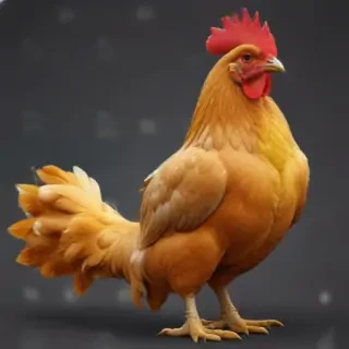 chicken png