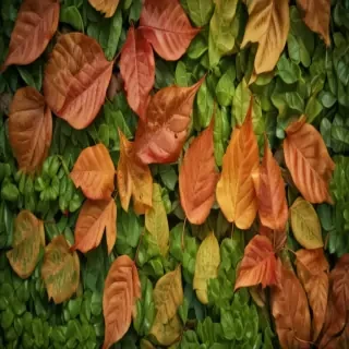 leaf backgrounds