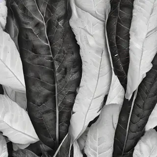 leaf white and black