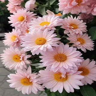 flowers aesthetic