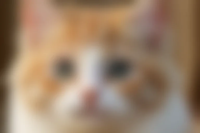 kitty kitty wallpaper