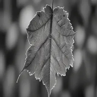 leaf in black and white