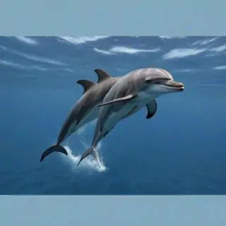 dolphins png