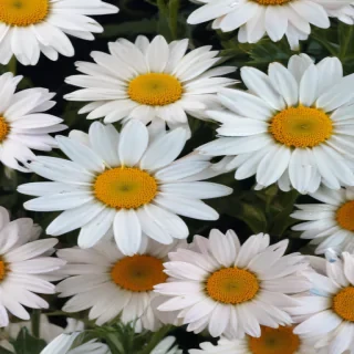 wallpaper daisy flower