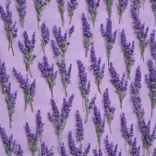 aesthetic lavender wallpaper