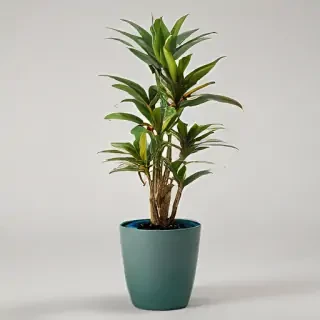 indoor plant png