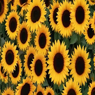 aesthetic sunflower background