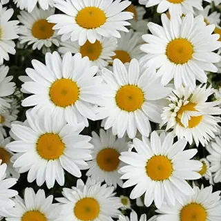 daisy background wallpaper