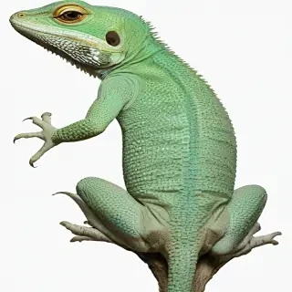 lizard transparent