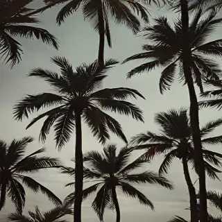 palm tree background