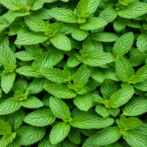 mint background