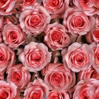 roses background wallpaper