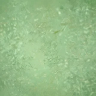 light green background plain