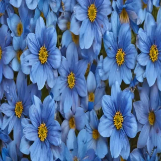background blue flower
